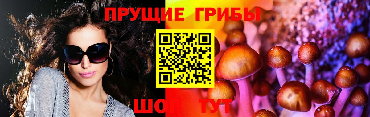 Псилоцибиновые грибы Psilocybe Бор